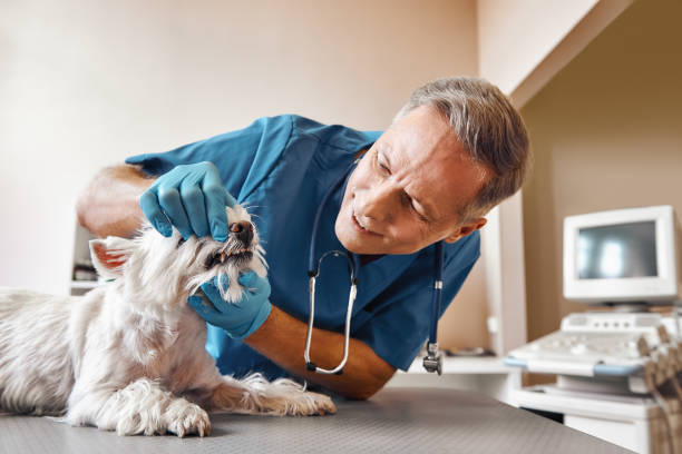 Best Emergency Wisdom Teeth Removal in Belmont Estates, VA